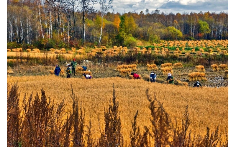 开放包容而来者广公正权威而赞者众 2018中国·黑龙江首届国际大米节启示之二