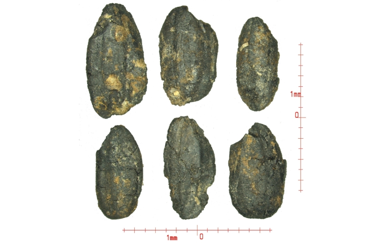 宝墩遗址发现4500年前水稻田 系长江上游首次发现