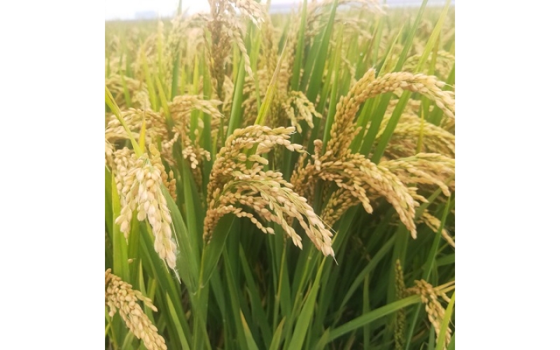 打造优质好米，辽宁海城大米走出新“稻”路