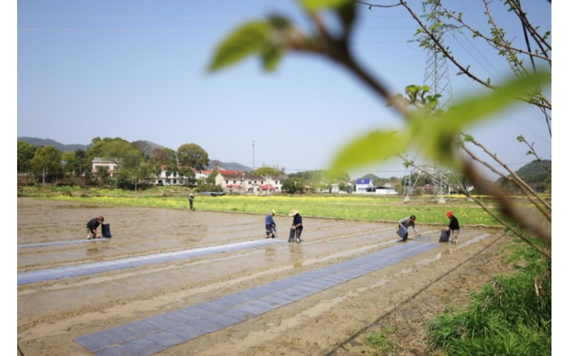 夯实粮食安全“耕”基 全国已春播粮食4.1亿亩