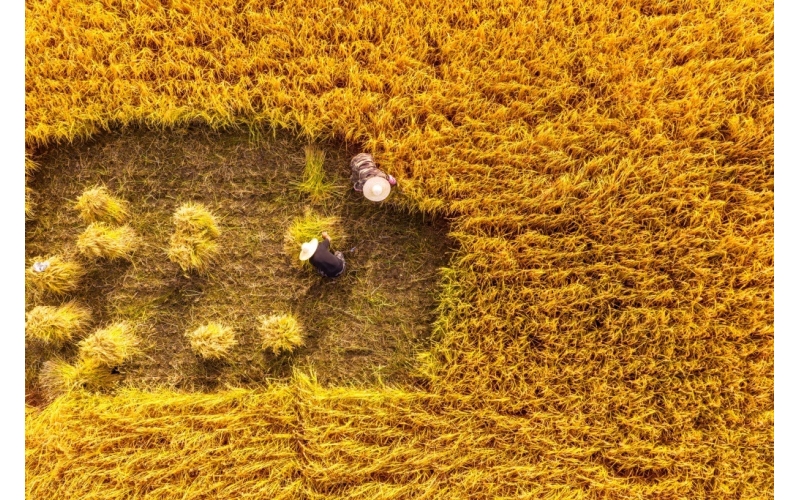 深耕高品质，柴火大院获&ldquo;中国优质大米领导品牌&rdquo;授牌