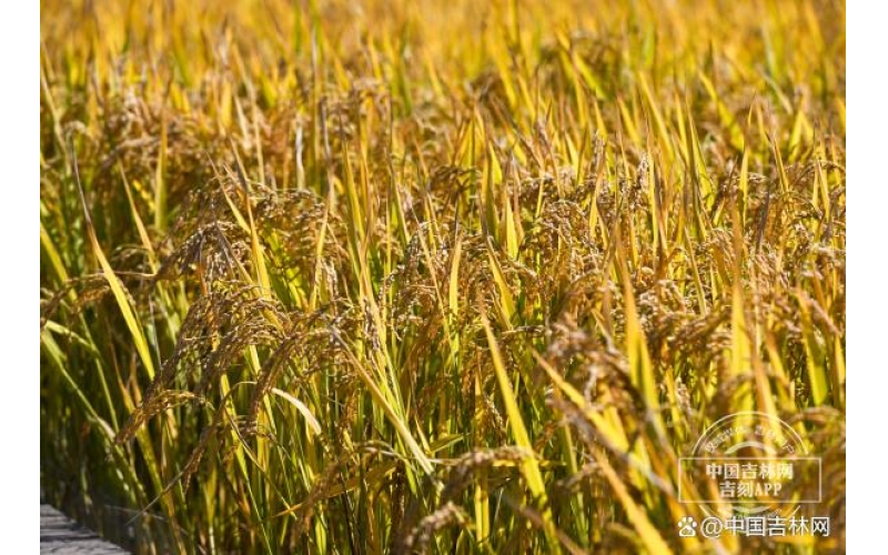 2024年东北大米价格走势情况预判分析