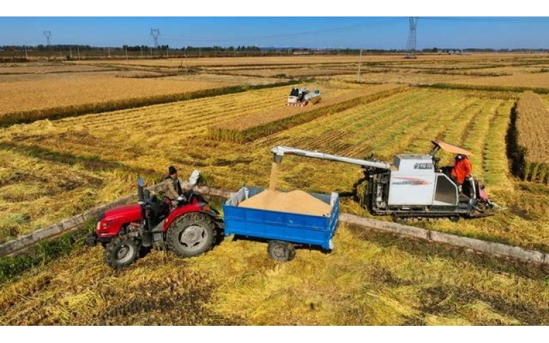 增产有方 增收可期&mdash;&mdash;&ldquo;辽北粮仓&rdquo;秋收见闻