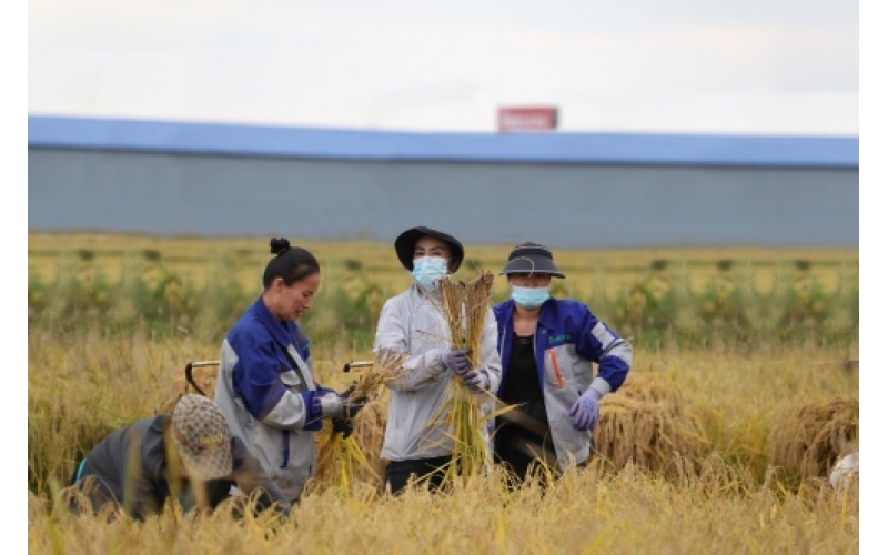 2024年东北新上市大米价格