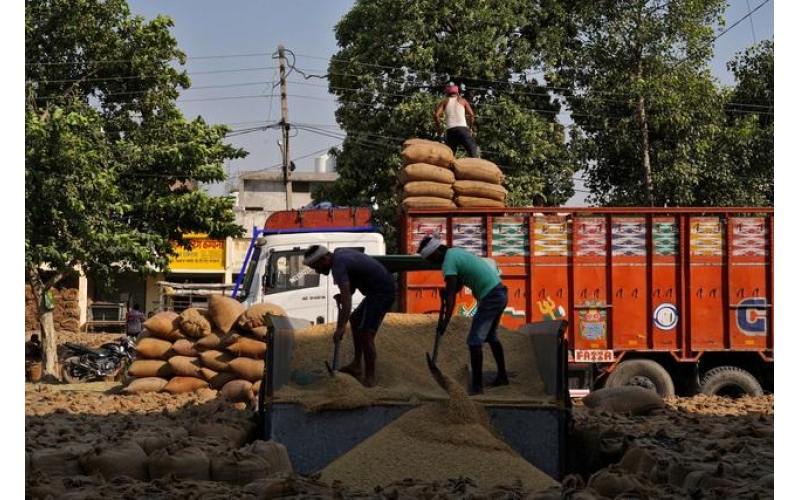 日报报道印度放松出口致国际米价暴跌