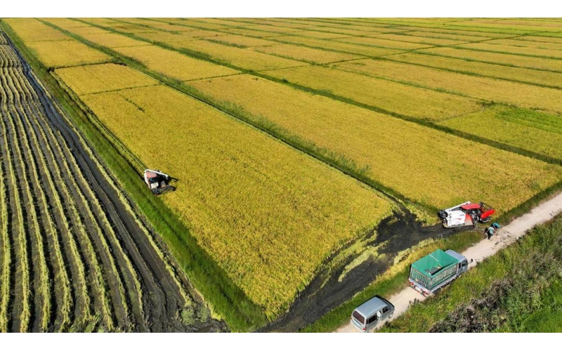 东北大米的发展历程简介