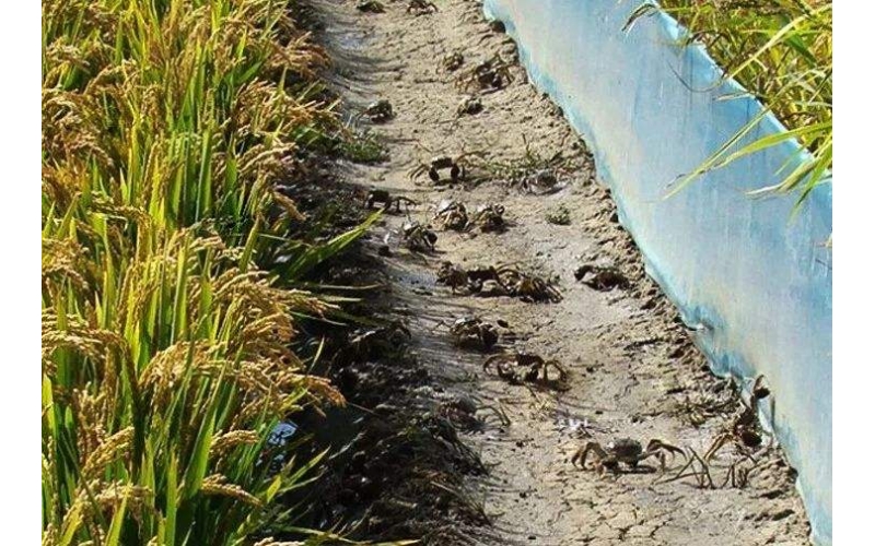 向您介绍一下辽宁盘锦蟹田大米